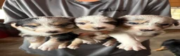 Australian Shepherd dogs for sale: Jellybean - Female 2 - Ad 7