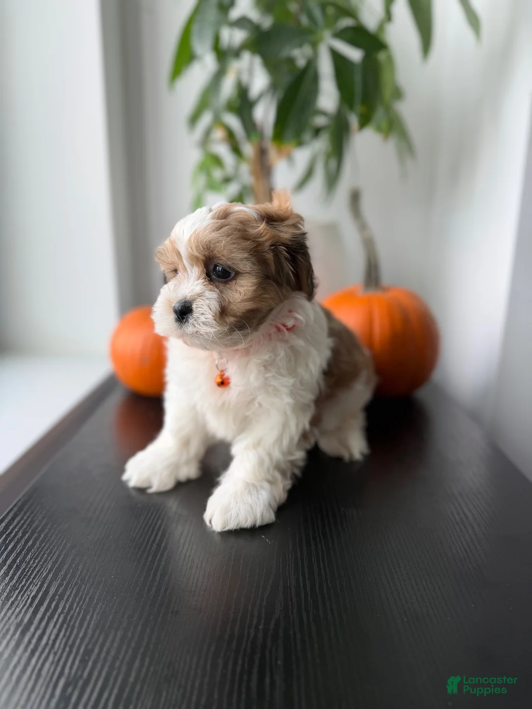 Shihpoo dogs for sale: Bear - Ad 1
