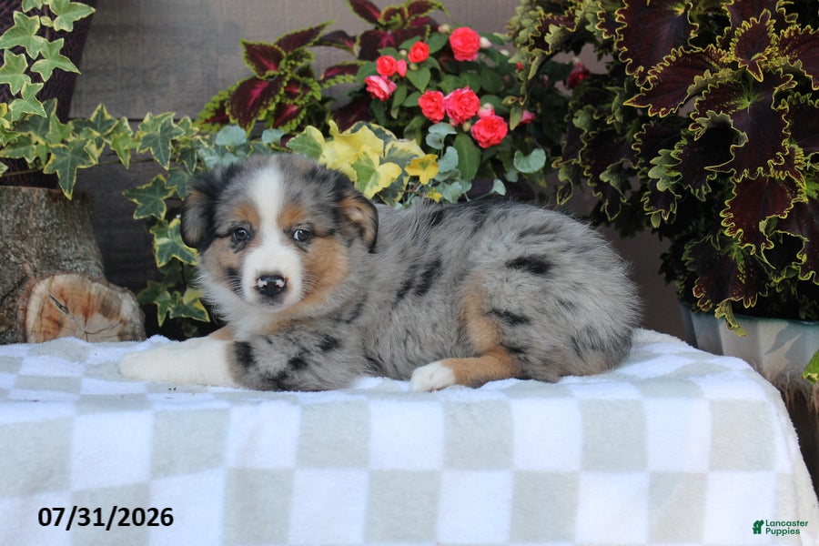Australian Shepherd dogs Buster - Ad 1