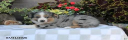 Australian Shepherd dogs for sale: Buster - Ad 3