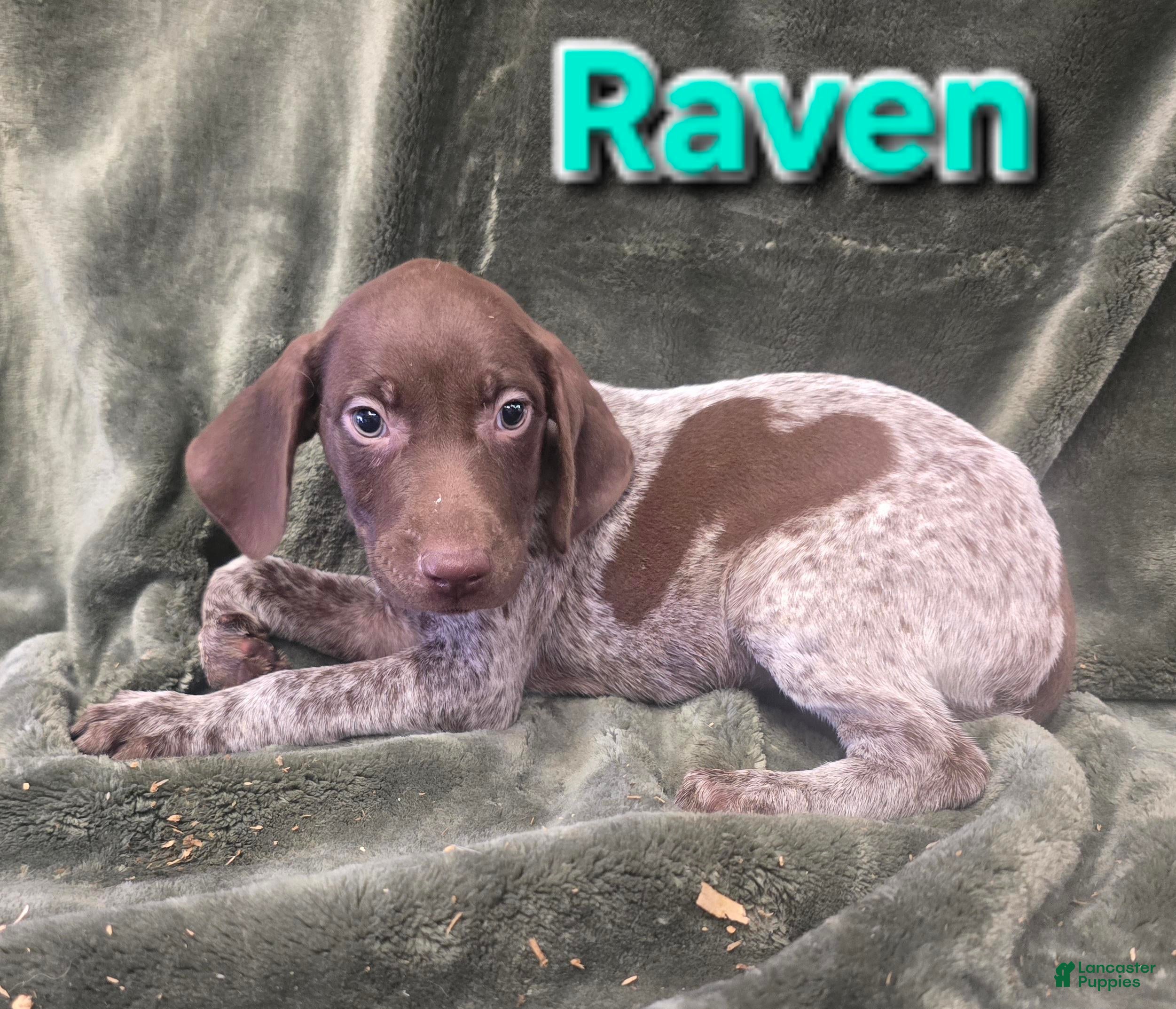 German Shorthaired Pointer dogs RAVEN - Ad 39