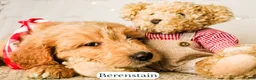 Goldendoodle dogs for sale: Berenstain - Ad 6