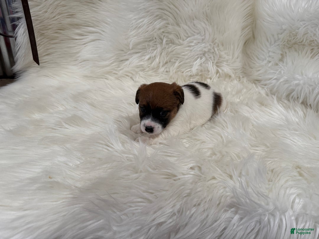 Jack Russell Terrier dogs for sale: Josie Puppy 2 - Ad 2