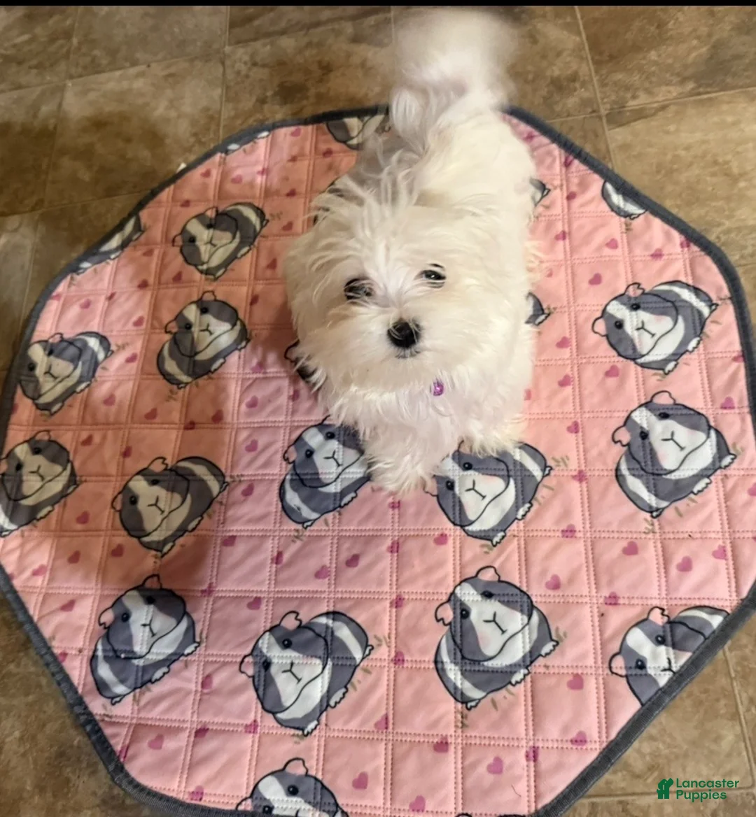 Maltese dogs for sale: Bruno - Ad 2
