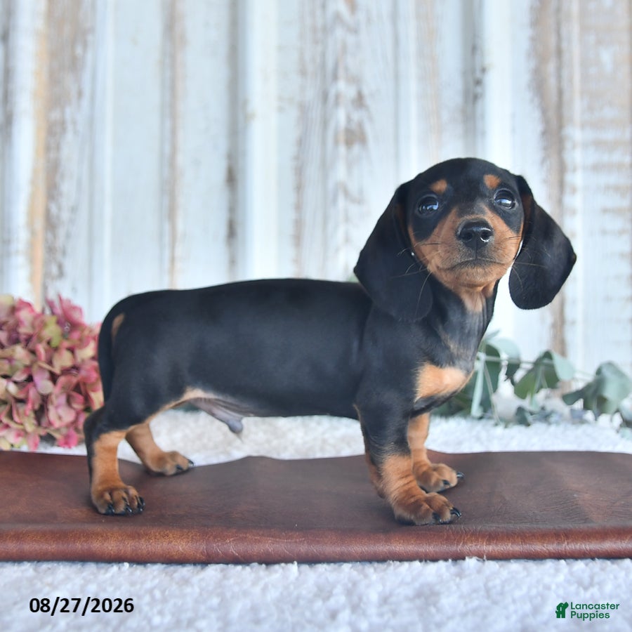 Miniature Dachshund dogs Briley - Ad 2