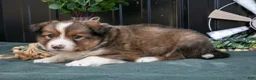 Mixed Breed dogs for sale: Flynn - Ad 2