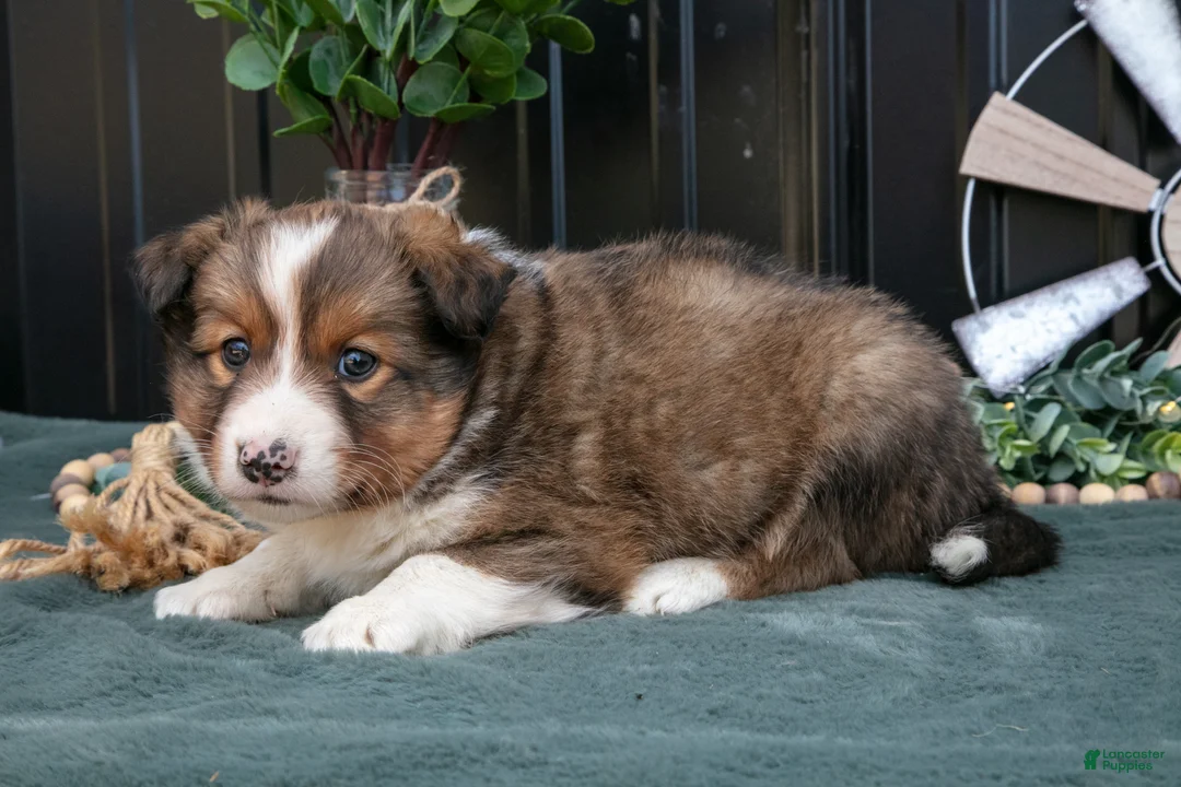 Mixed Breed dogs for sale: Flynn - Ad 2