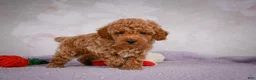 Miniature Poodle dogs for sale: Leo - Ad 11