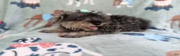 Miniature Schnauzer dogs for sale: Piper - Ad 4
