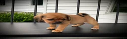 Puggle dogs for sale: Stella  - Ad 5