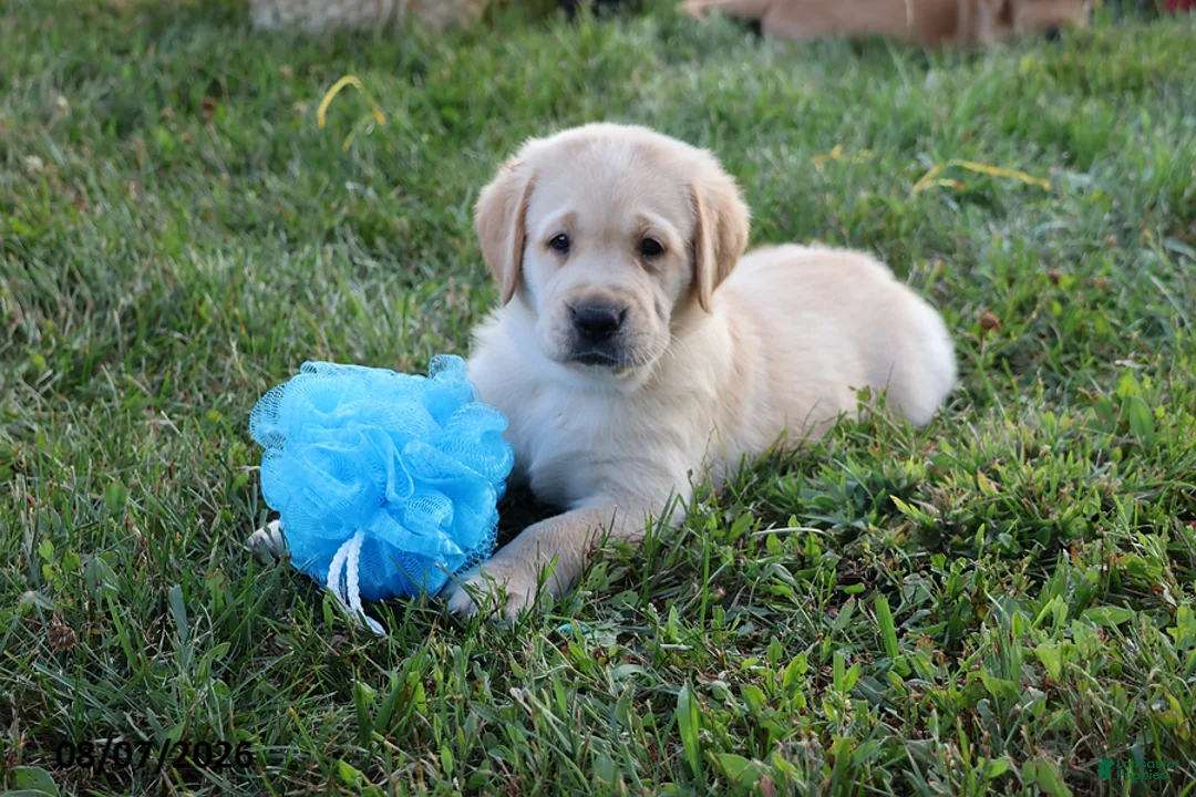 Goldador dogs for sale: Dodge - Ad 1