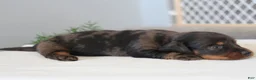 Miniature Dachshund dogs for sale: Rylie - Ad 3