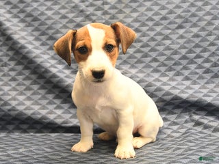 Jack Russell Terrier dogs - Ad 16