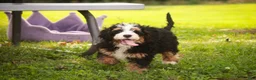 Mini Bernedoodle dogs for sale: Mooney Mini Bernedoodle  - Ad 11