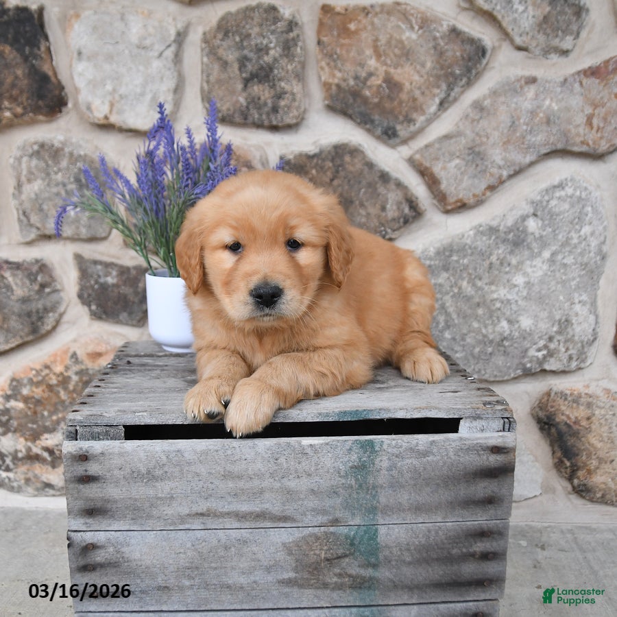 Golden Retriever dogs Maddy - Ad 1