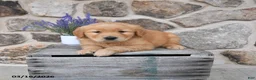 Golden Retriever dogs for sale: Maddy - Ad 1