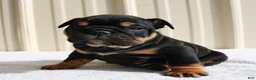 English Bulldog dogs for sale: Brandy - Ad 3