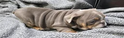 English Bulldog dogs for sale: Pruitt - Ad 3