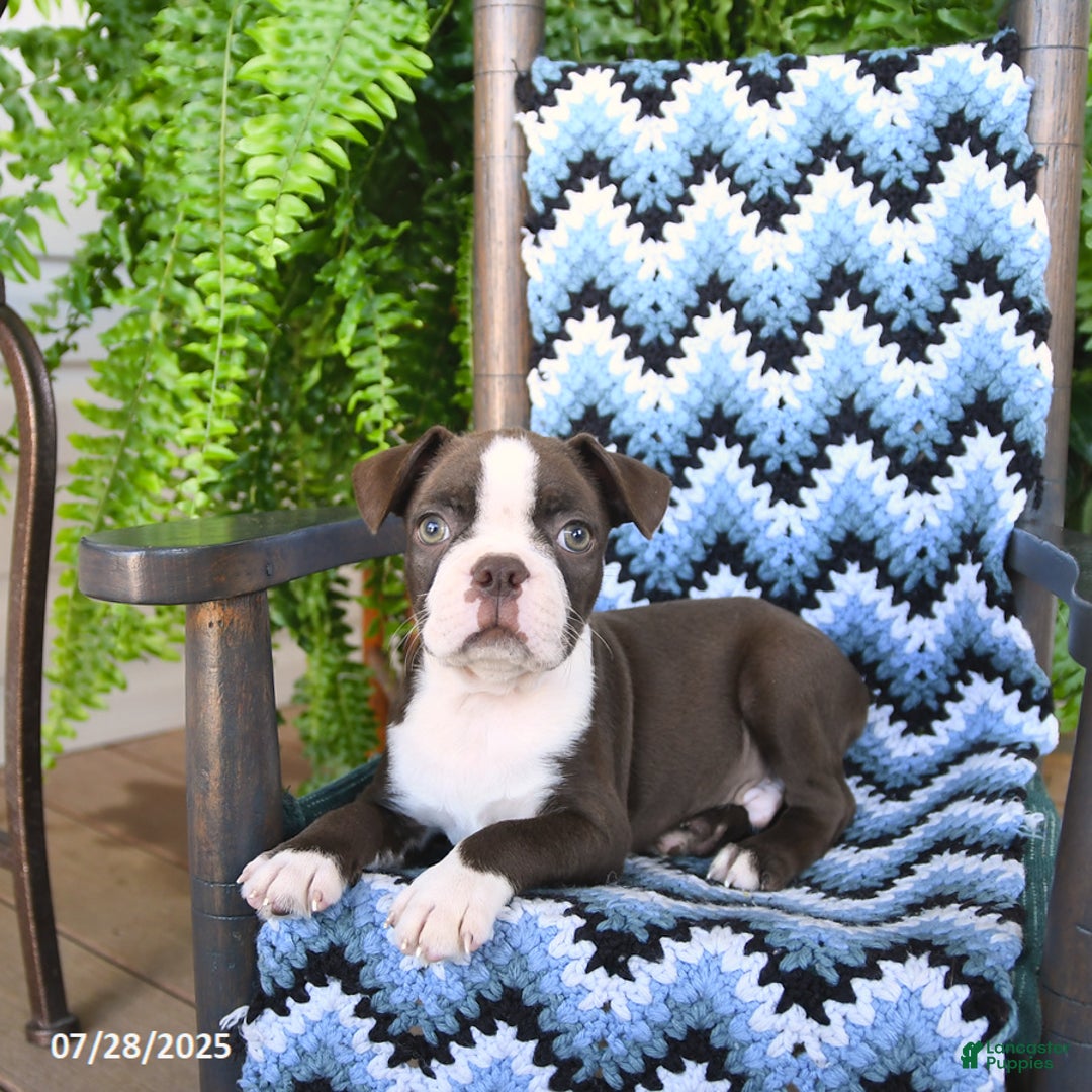 Boston Terrier dogs for sale: Scout - Ad 5