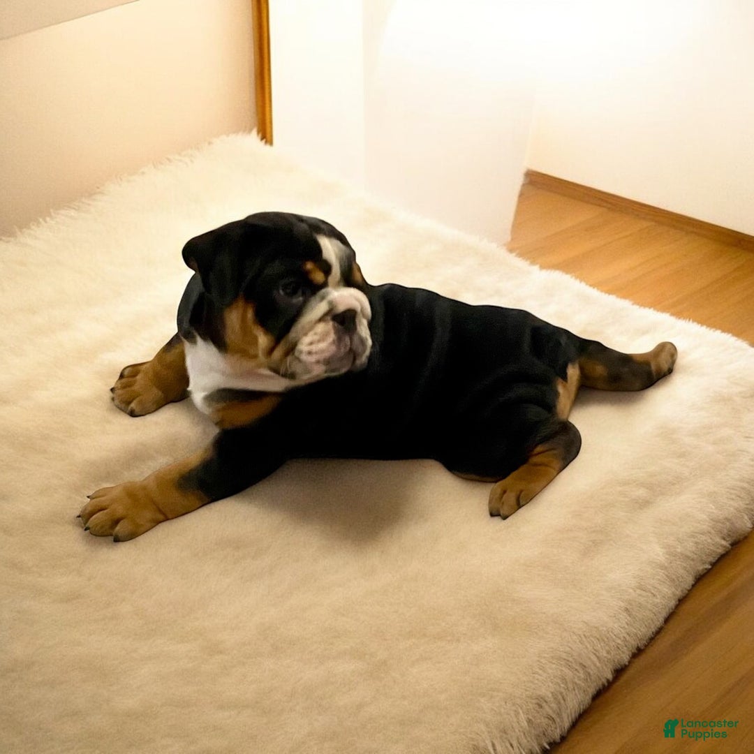 English Bulldog dogs for sale: Ember - Ad 3
