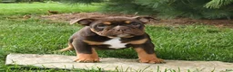 English Bulldog dogs for sale: Daisy - Ad 3