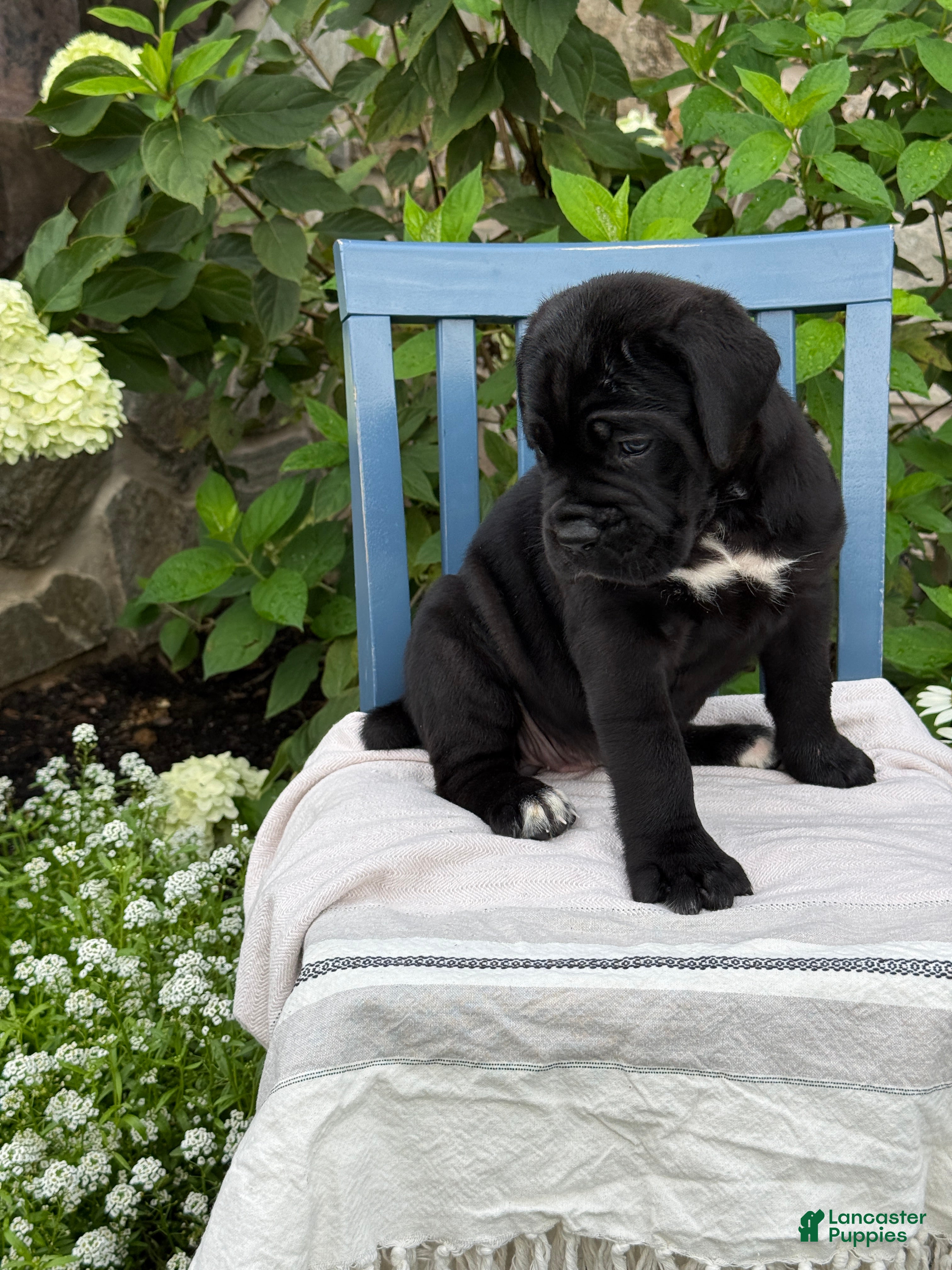 Cane Corso dogs Dottie - Ad 2
