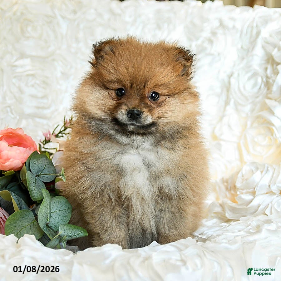 Pomeranian dogs Reggie - Ad 9