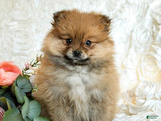 Pomeranian dogs Reggie - Ad 9