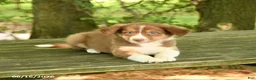 Border Collie dogs for sale: Flora   - Ad 4