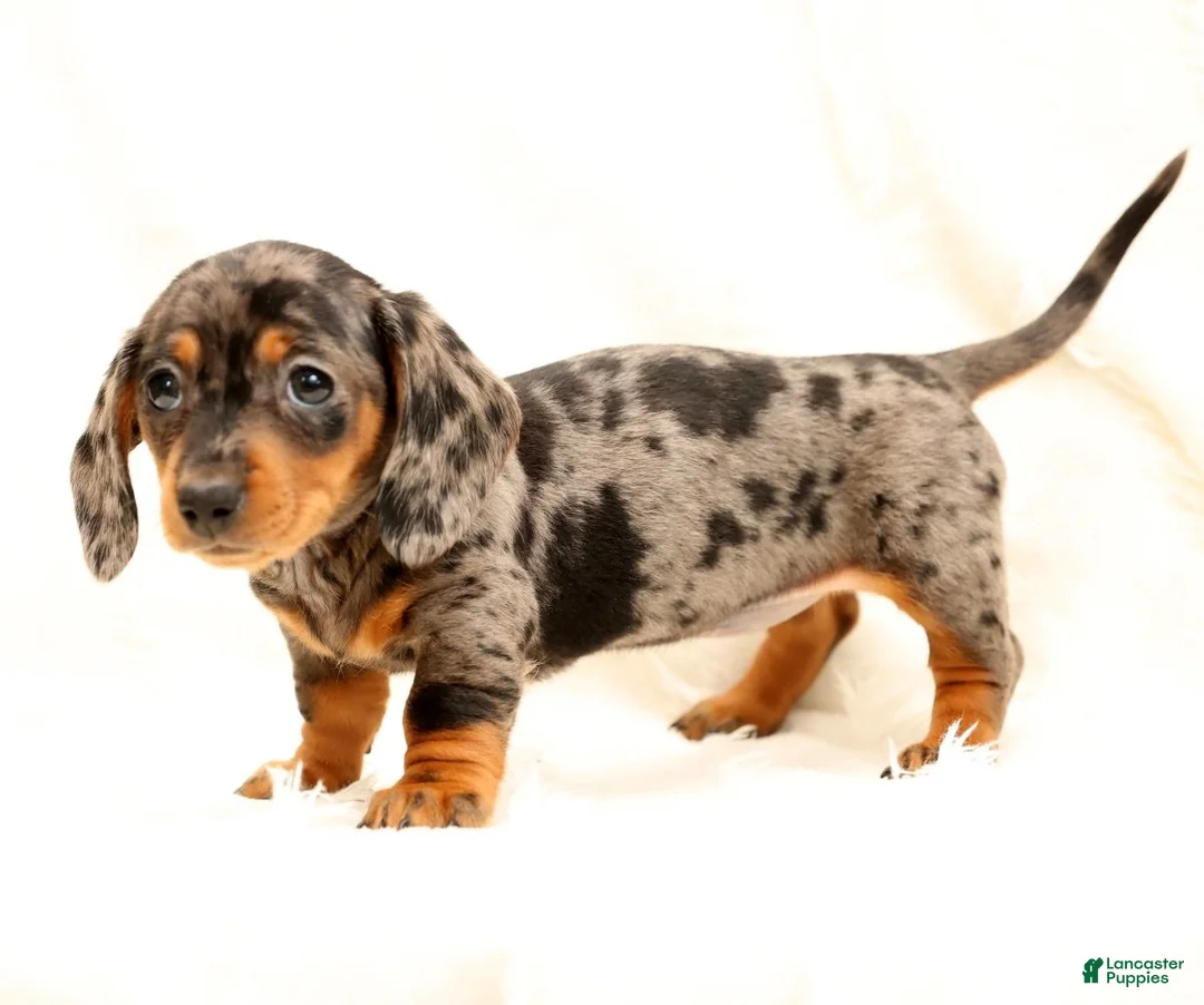 Miniature Dachshund dogs for sale: Indigo - Ad 8