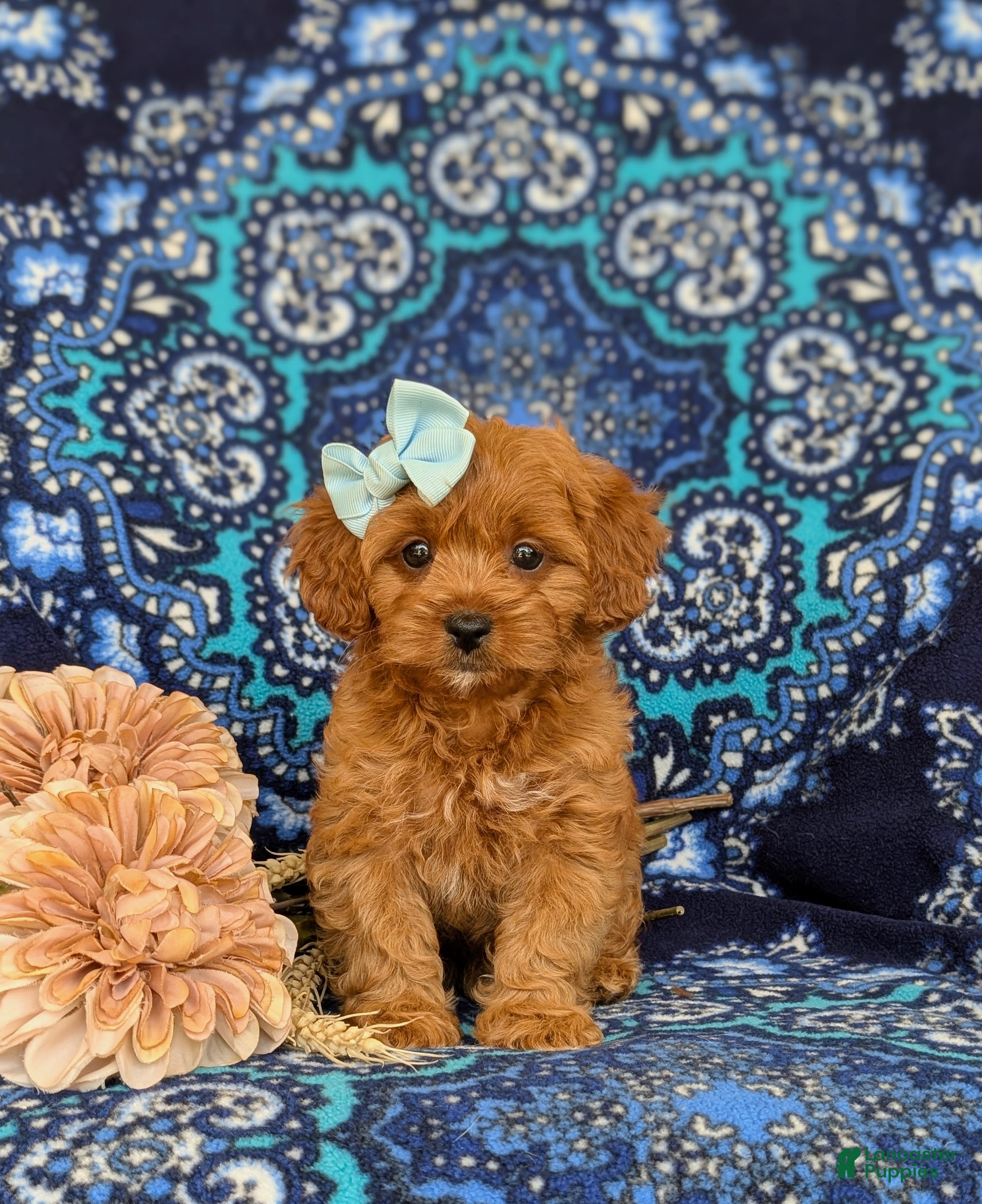 Shihpoo dogs Adeline - Ad 1