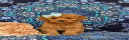 Shihpoo dogs for sale: Adeline - Ad 1