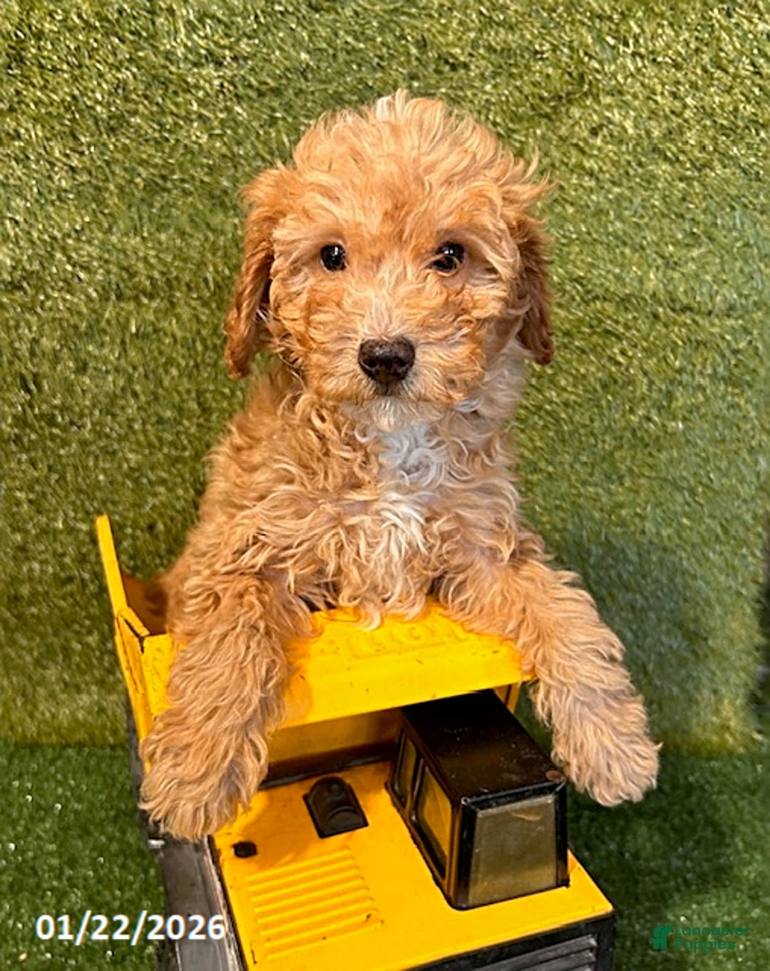 Cavapoo dogs for sale: Cooper - Ad 1