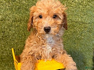 Cavapoo dogs Cooper - Ad 11