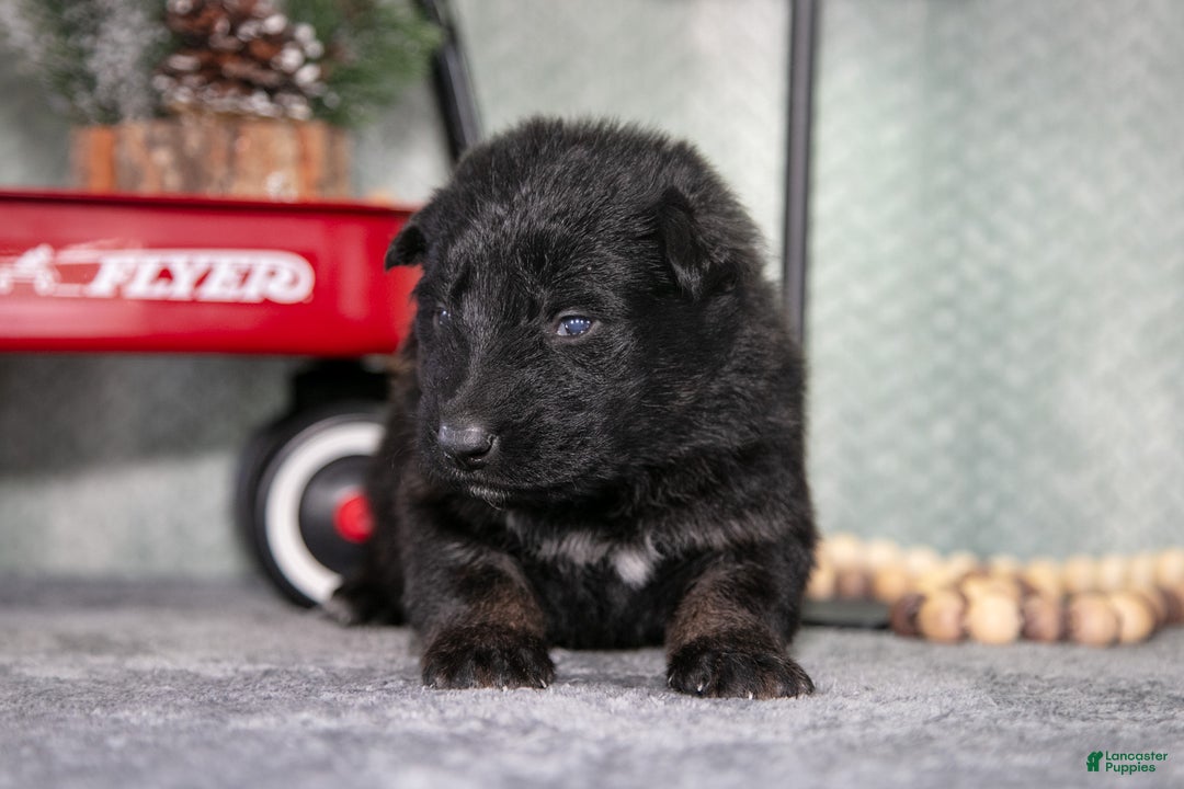 German Shepherd dogs for sale: Lauren - Ad 2