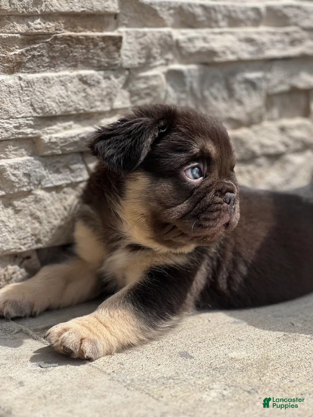 French Bulldog dogs for sale: Male French Bulldog Puppy Chicago - DIORE - Ad 2