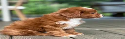 Cavapoo dogs for sale: Lulu - Ad 6