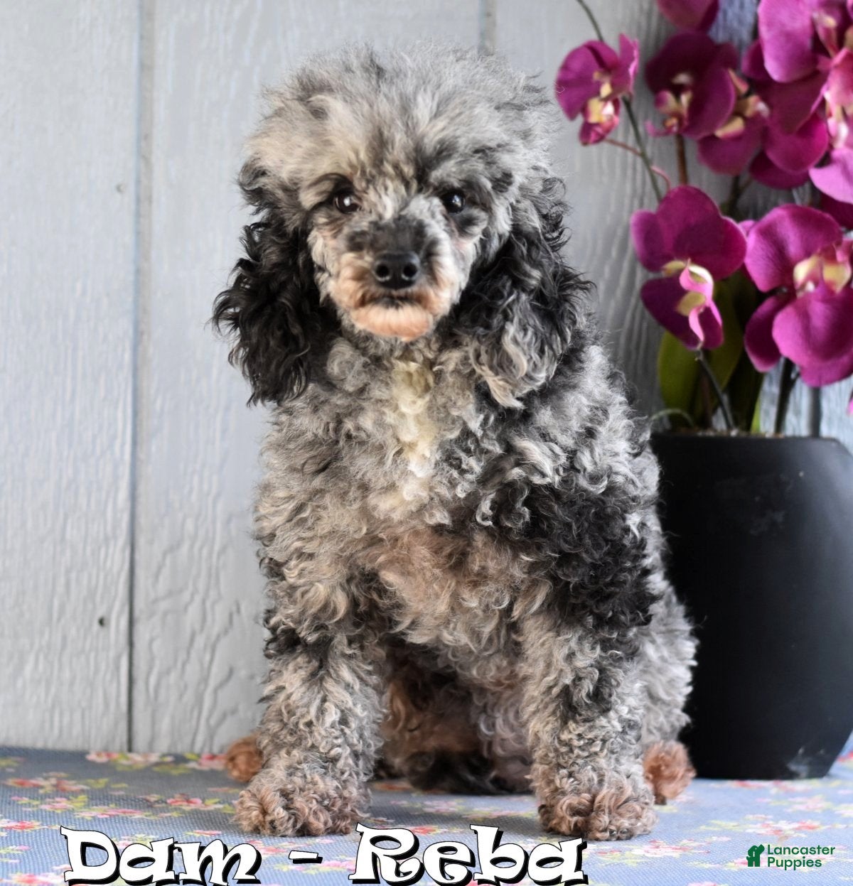 Miniature Poodle dogs for sale: Denver - Ad 10