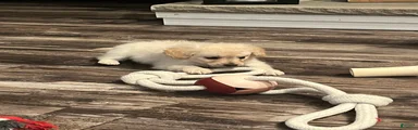 Mini Goldendoodle 3