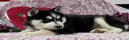 Siberian Husky dogs for sale: Kylan - Ad 2