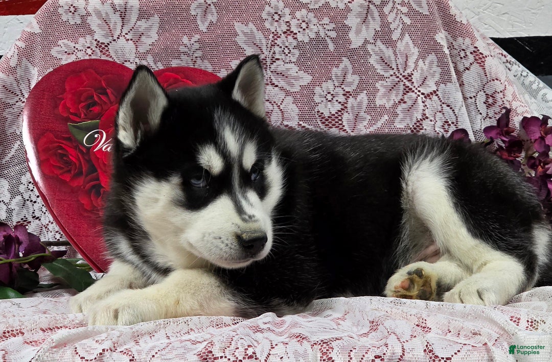 Siberian Husky dogs for sale: Kylan - Ad 2
