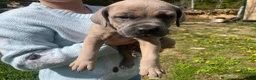 Cane Corso dogs for sale: Cane Corso Puppy 5 - Ad 13