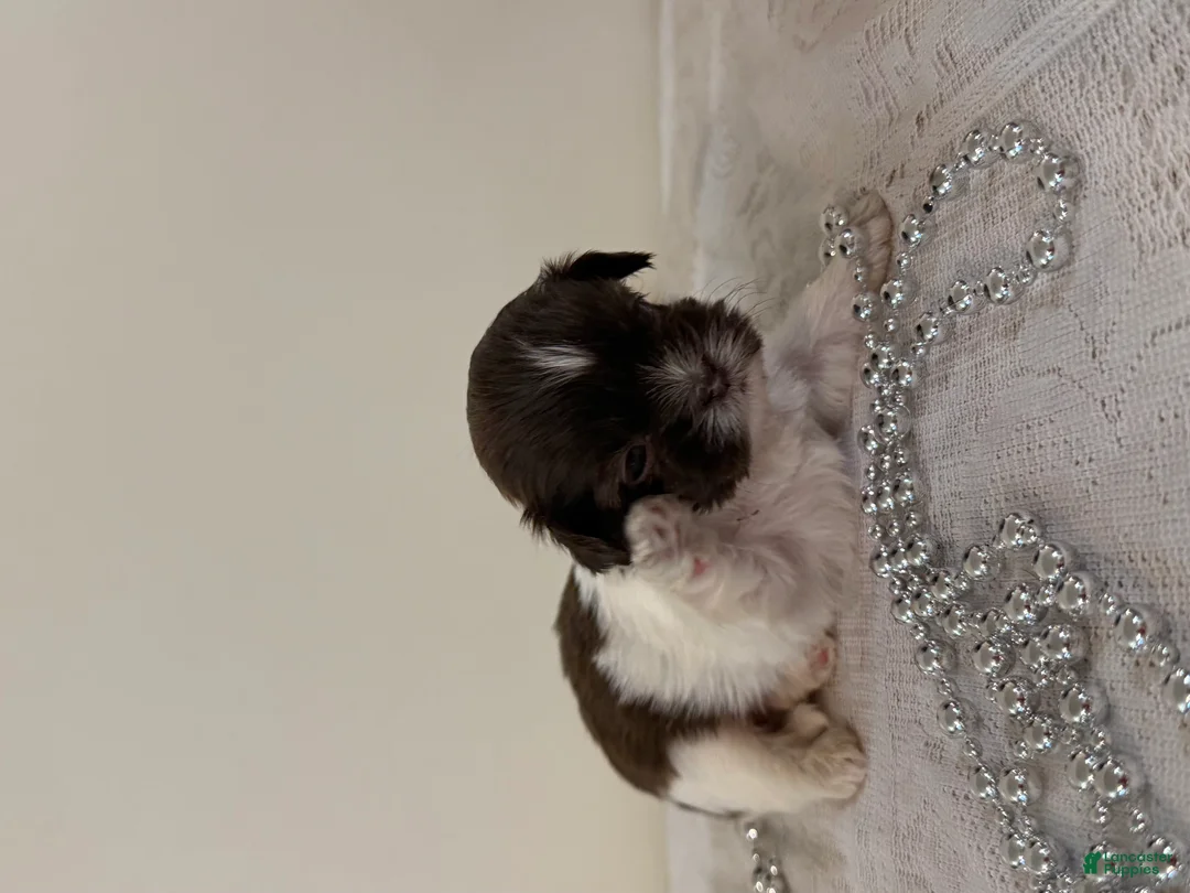 Shih Tzu dogs for sale: Guy Shih Tzu Puppy  - Ad 2