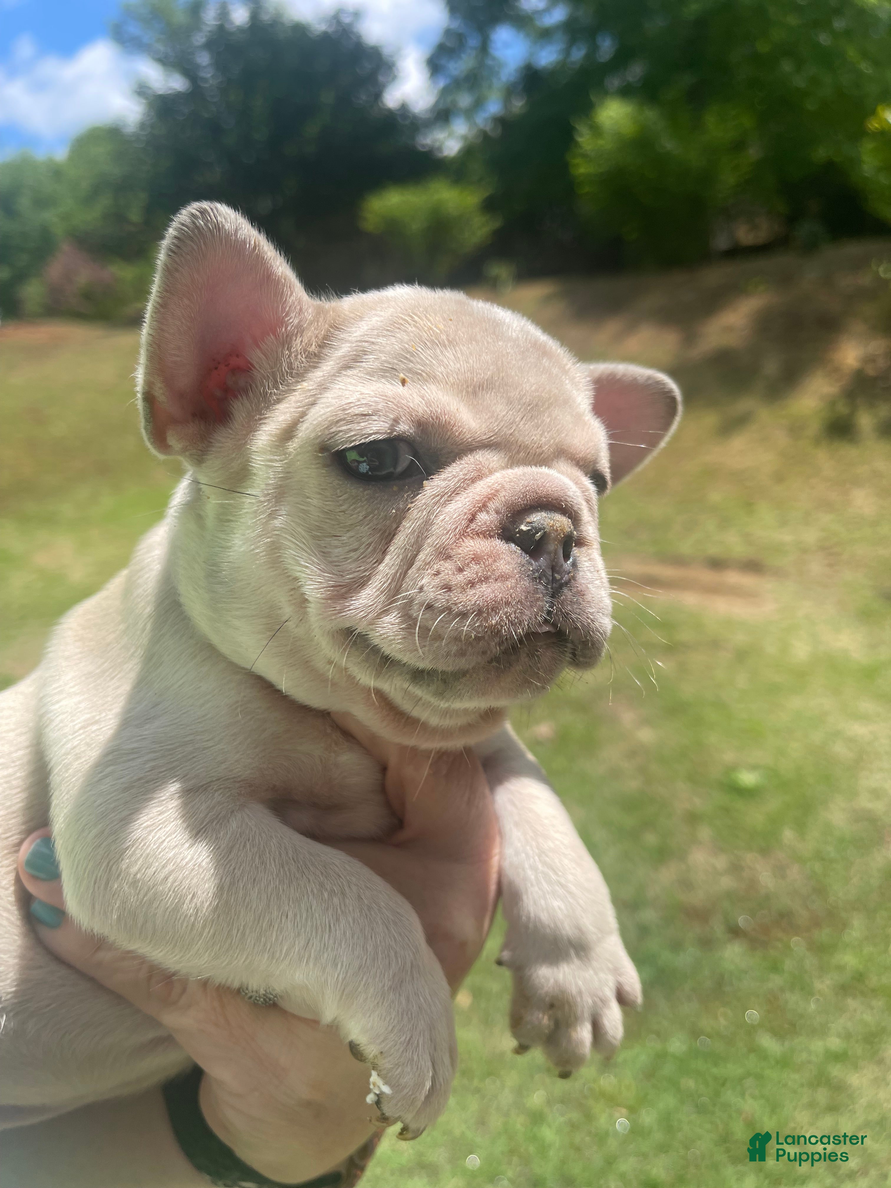 French Bulldog dogs French Bulldog Puppy 2 - Ad 31