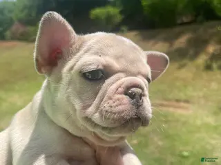 French Bulldog dogs French Bulldog Puppy 2 - Ad 31