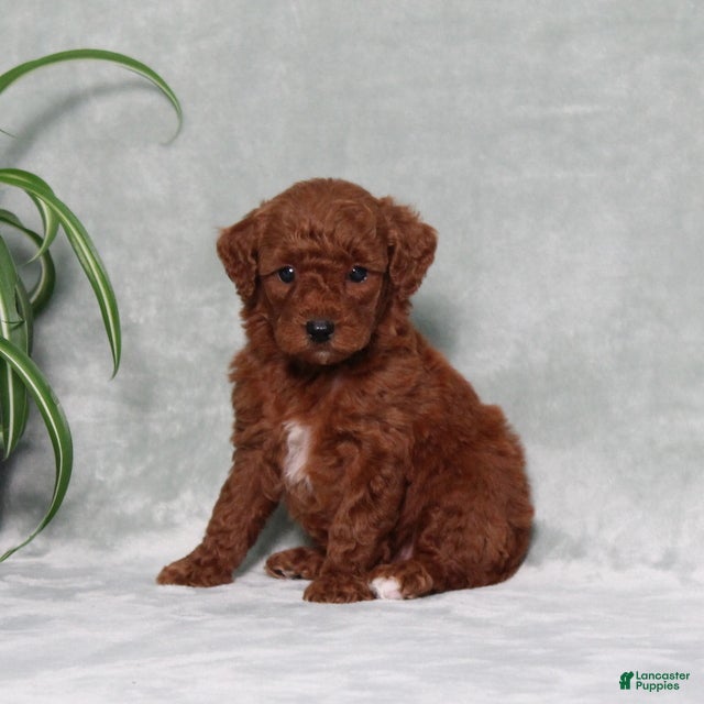 Miniature Poodle dogs Zassy - Ad 2