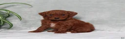 Miniature Poodle dogs for sale: Zassy - Ad 2