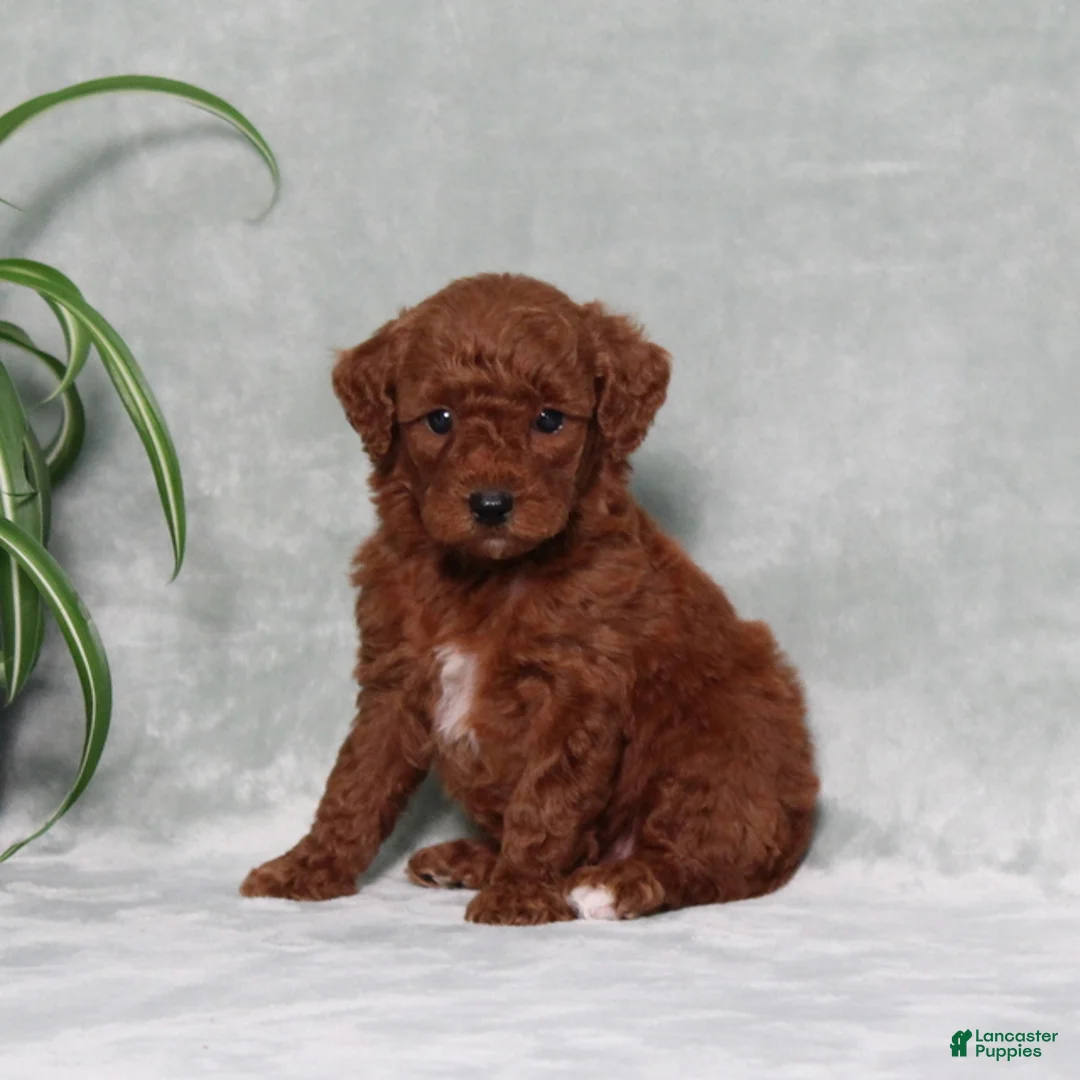 Miniature Poodle dogs for sale: Zassy - Ad 2