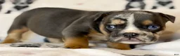 English Bulldog dogs for sale: Versace - Ad 50