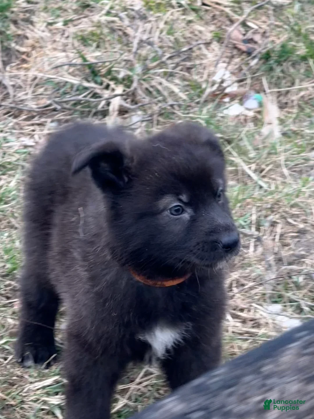 German Shepherd dogs for sale: German Shepherd Puppy 3 - Ad 1